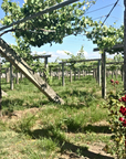 Benito Santos Vineyard