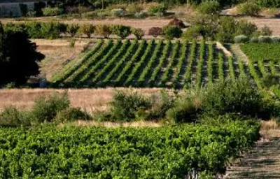 Cairanne Wine region