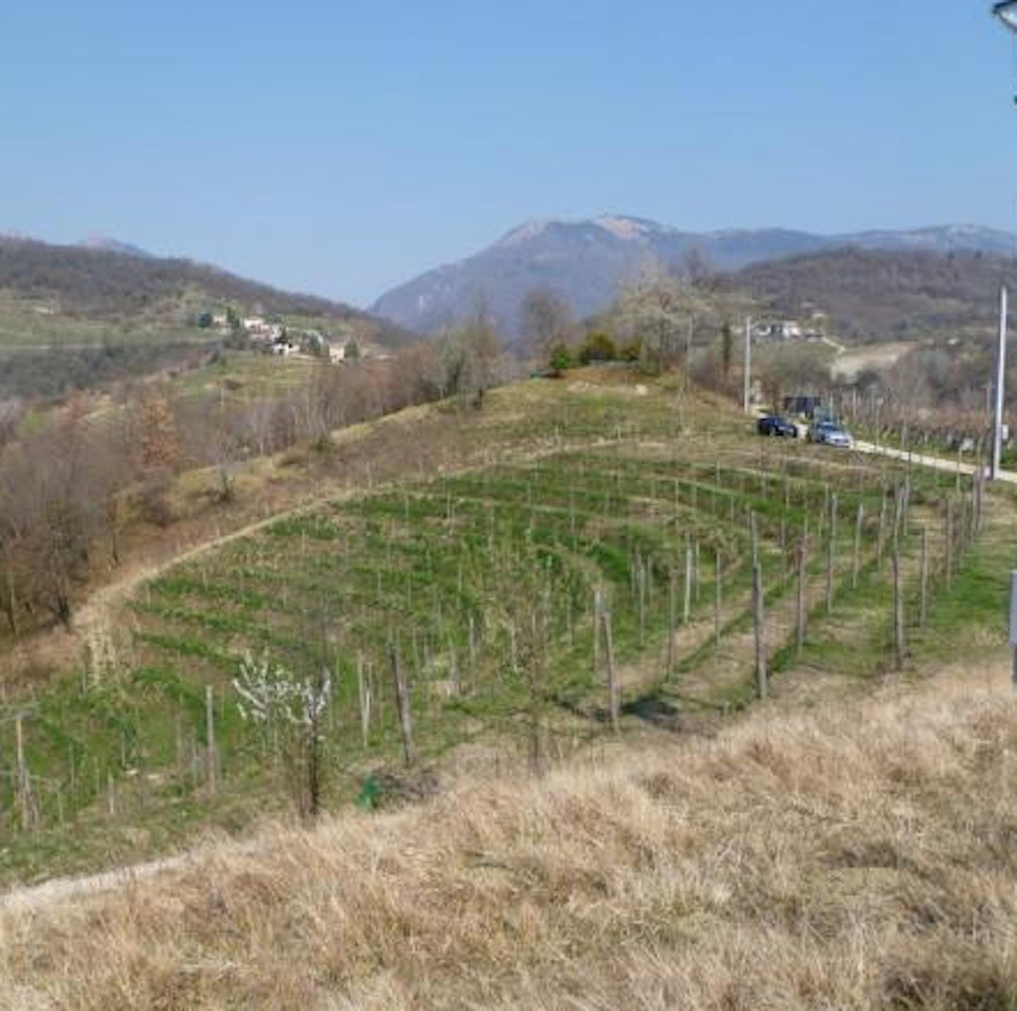 Costadila Vineyard