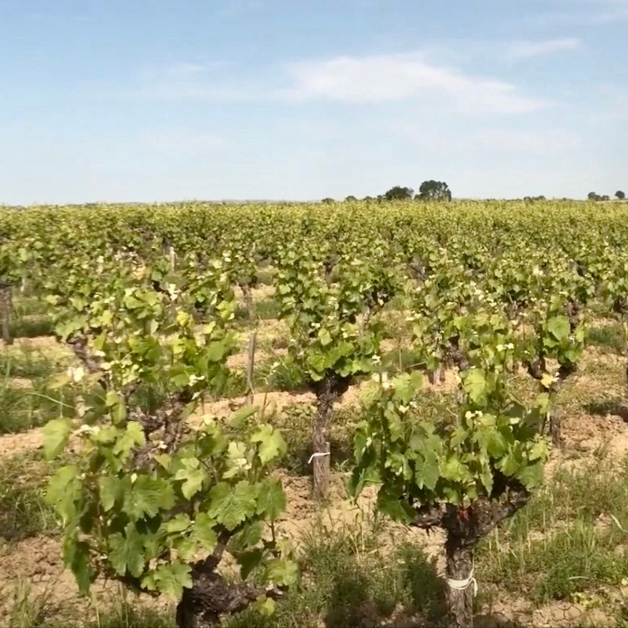 Distillerie Cazottes vineyard