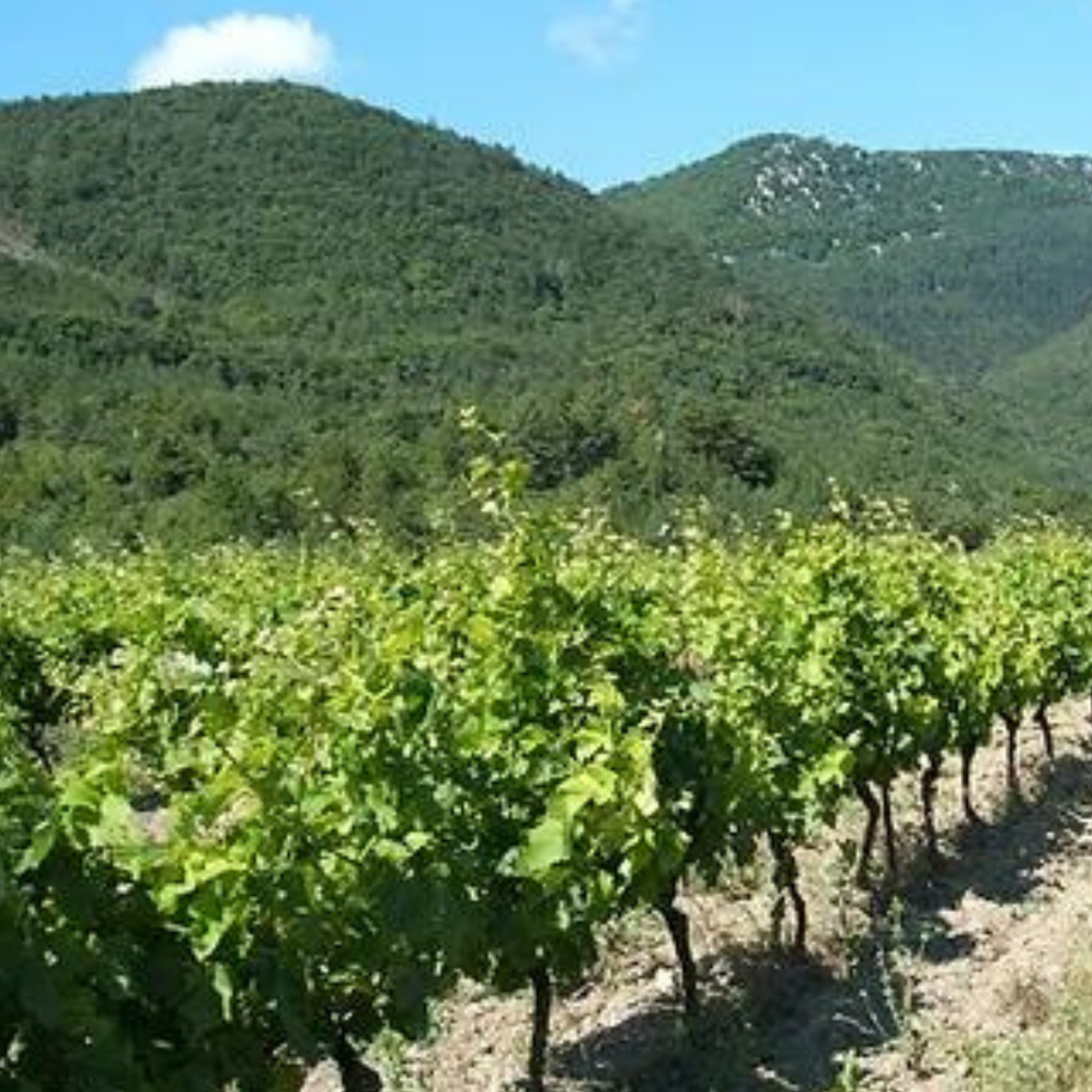 Domaine de Majas Vineyard