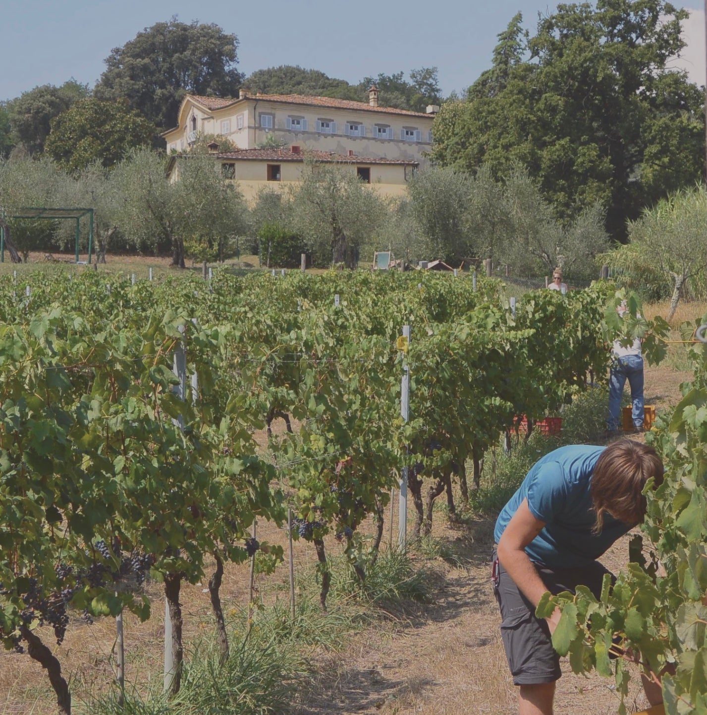 Arcipressi Rosso | Fabbrica di San Martino | MYSA Natural Wine