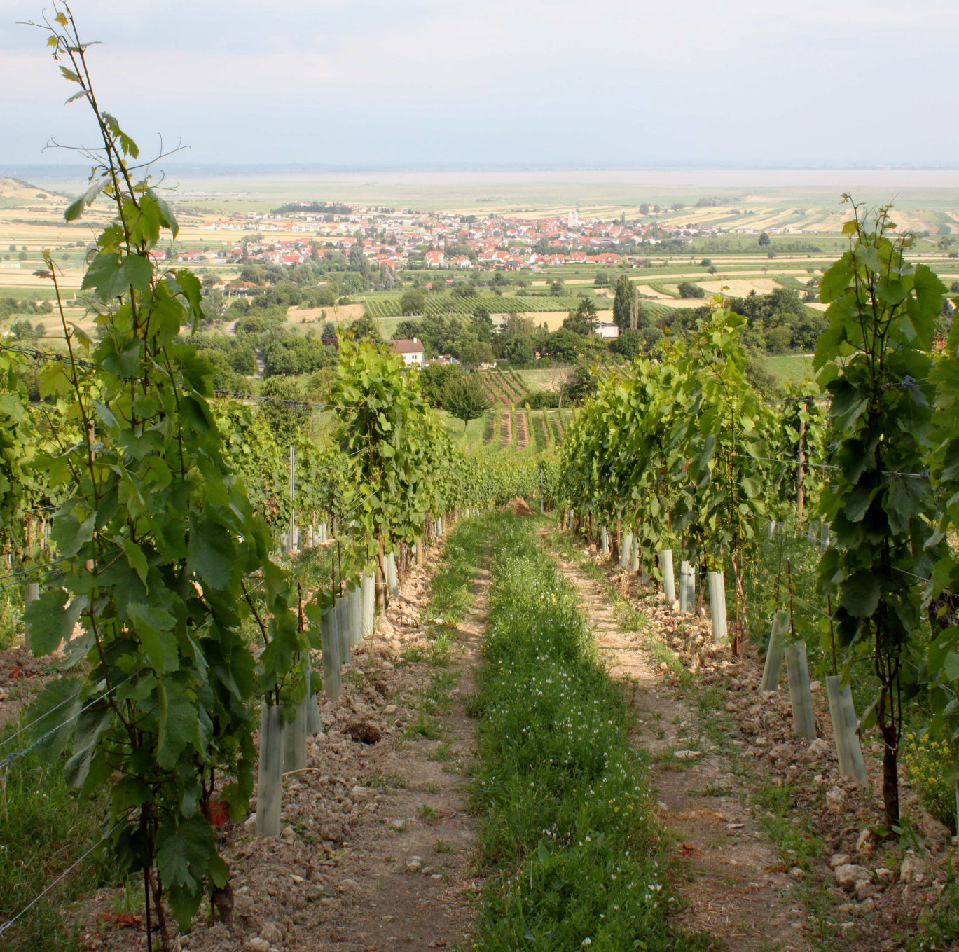 HEINRICH vineyard