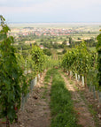 HEINRICH vineyard