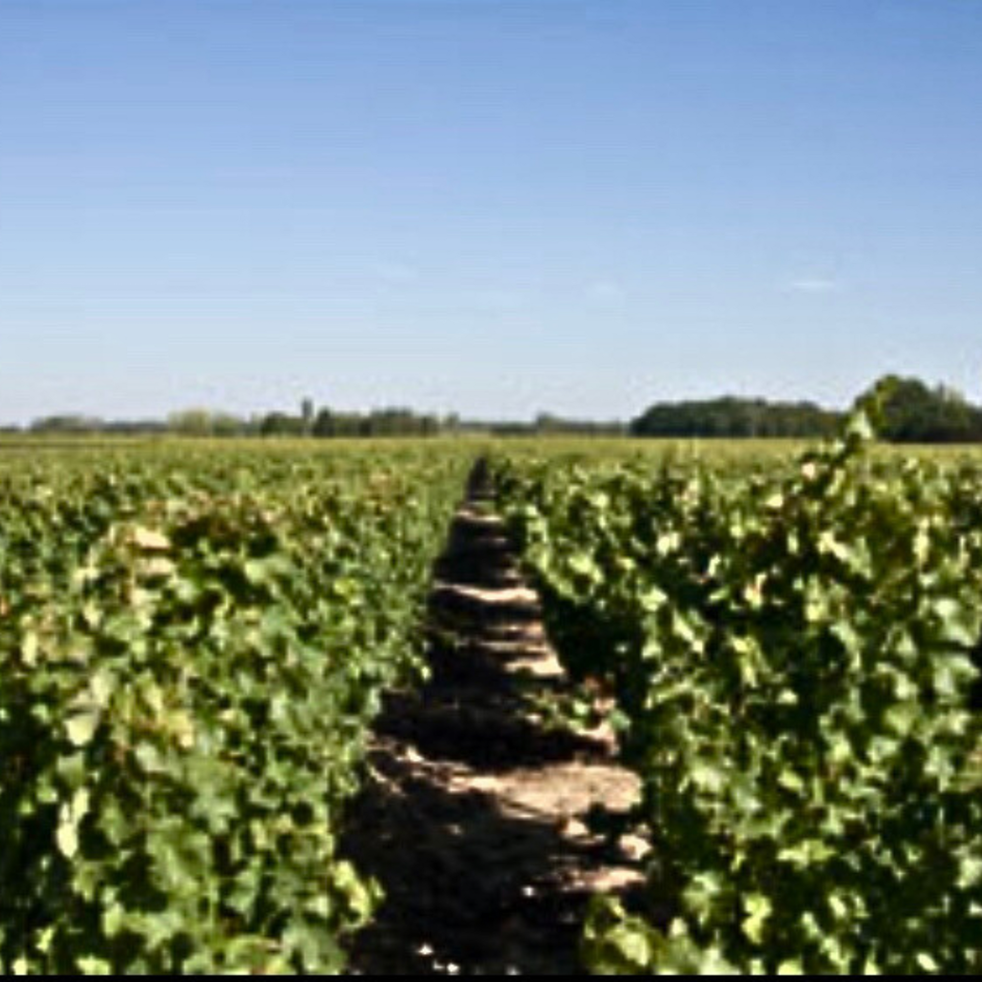 Jean-Pascal Aubron Vineyard