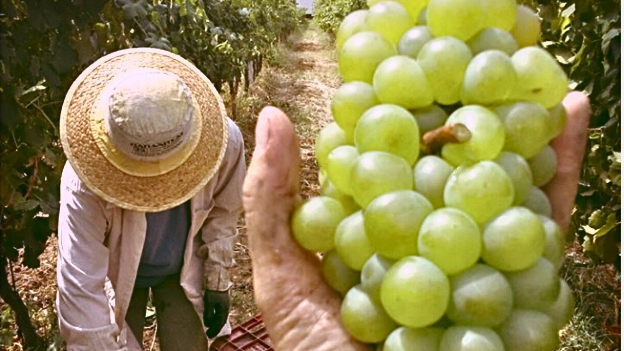 Kontozisis Organic Vineyards