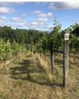 kunoh-wines-vineyard