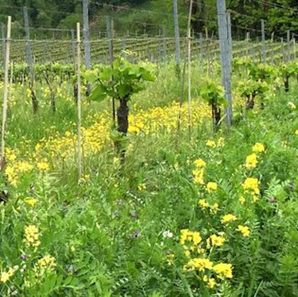 Orsi Vigneto San Vito Vineyard