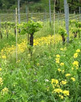 Orsi Vigneto San Vito Vineyard