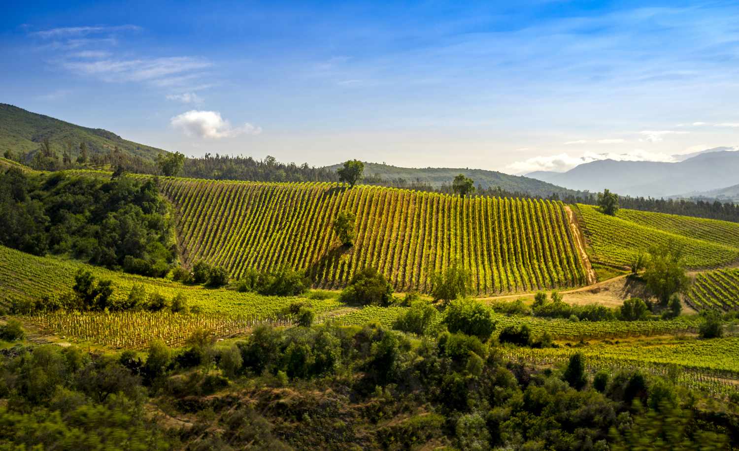 Portezuelo – MYSA Natural Wine