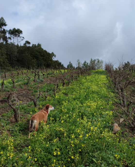 Serra de Montejunto region by COZs wines