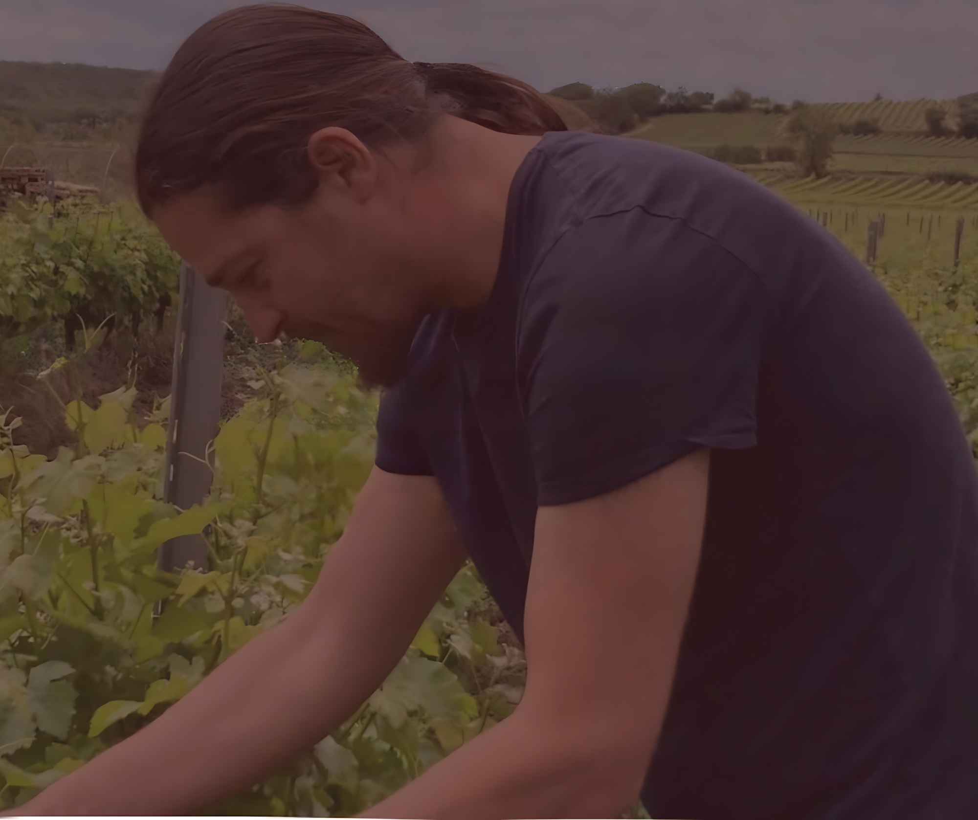 Villa Roca Wine Producer