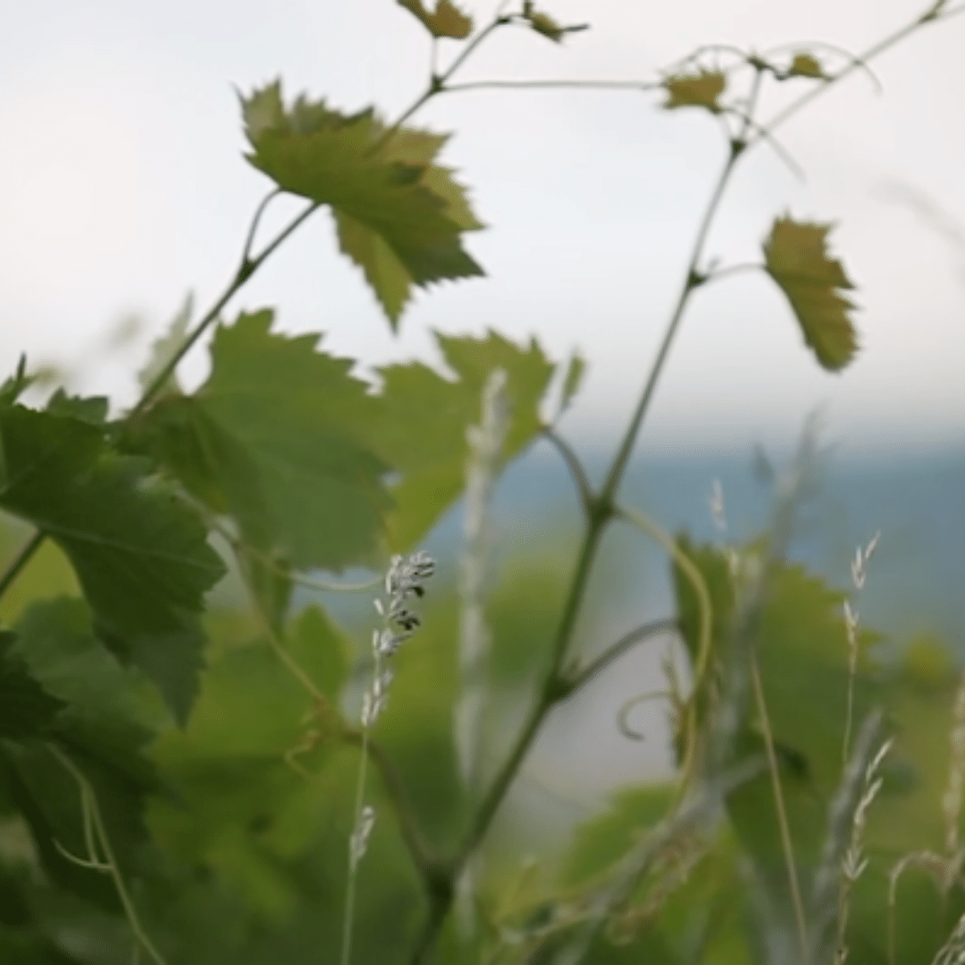 domaine-le-facteur-vineyard