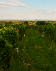 gut-oggau-vineyard