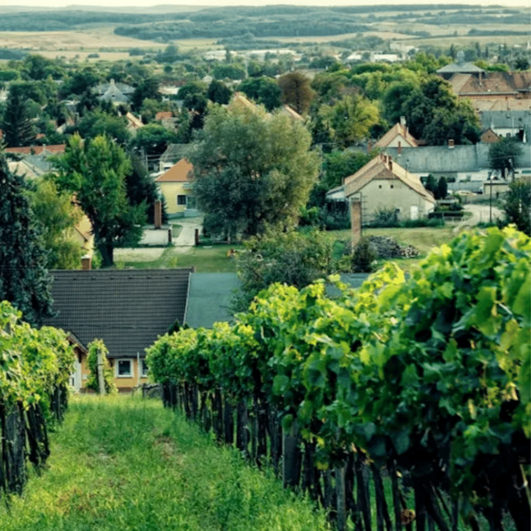 krisztina-csetvei-vineyard