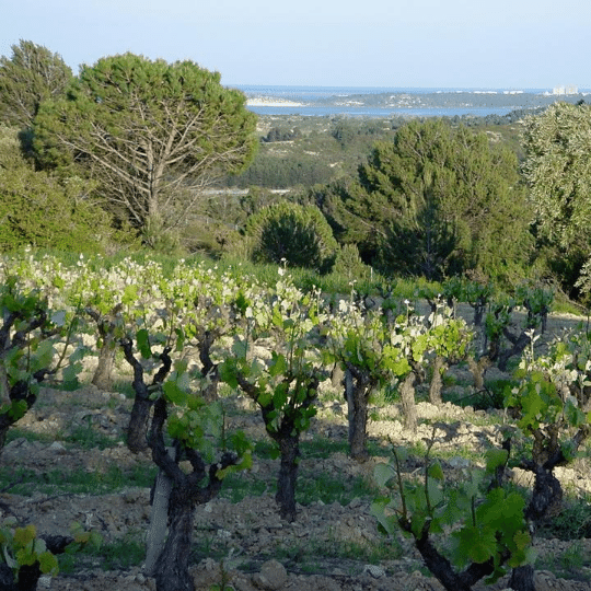 domaine des 2 anes vineyard languedoc france