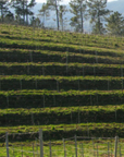 adega-eloi-lorenzo-vineyard
