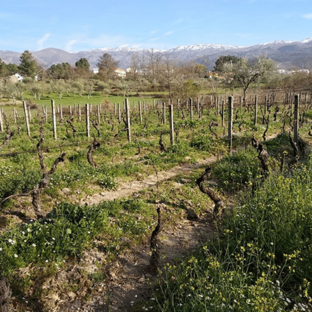 antonio madeira vineyard dao portugal