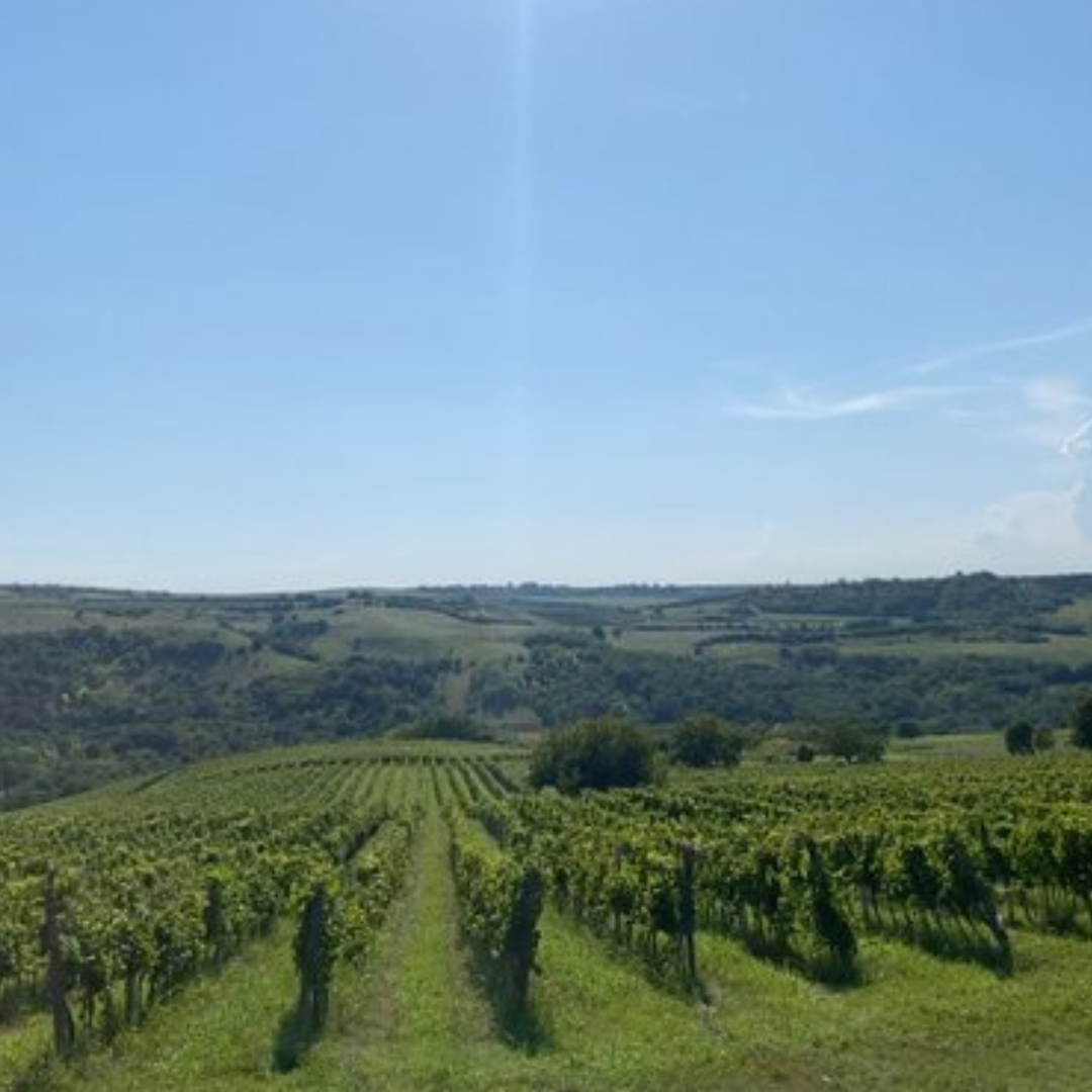 bikicki-vineyard