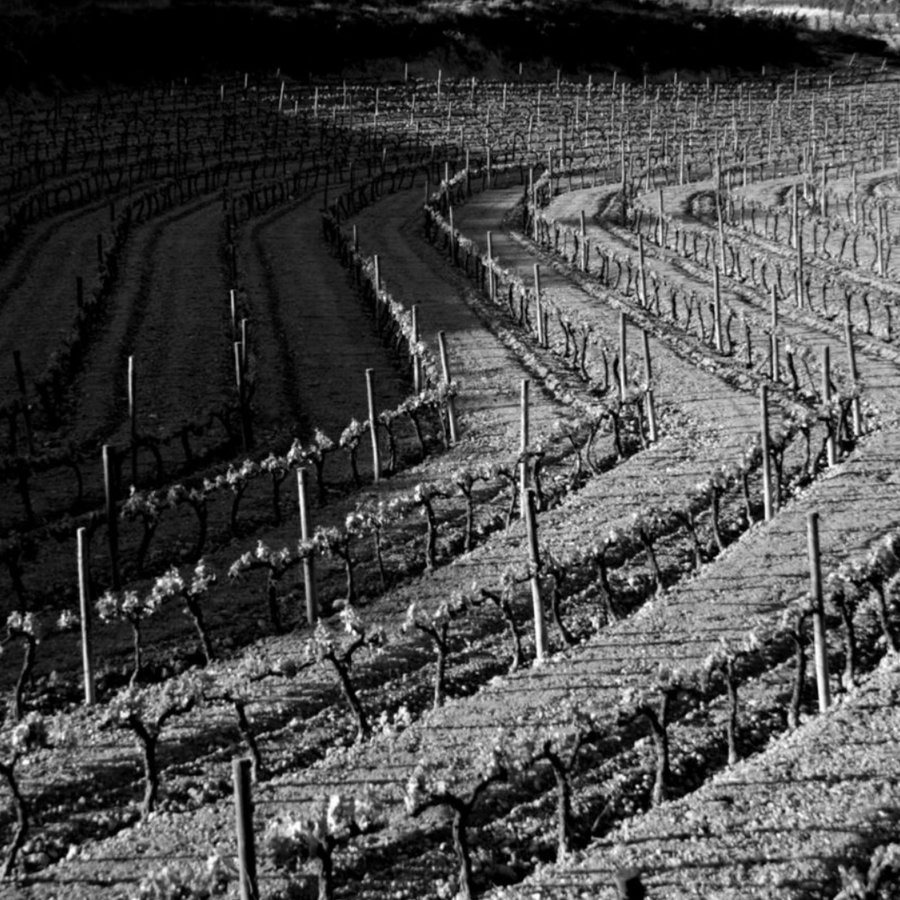 bodegas-moraza-vineyard