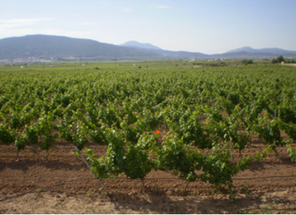 bodegas-pinoso-vineyard