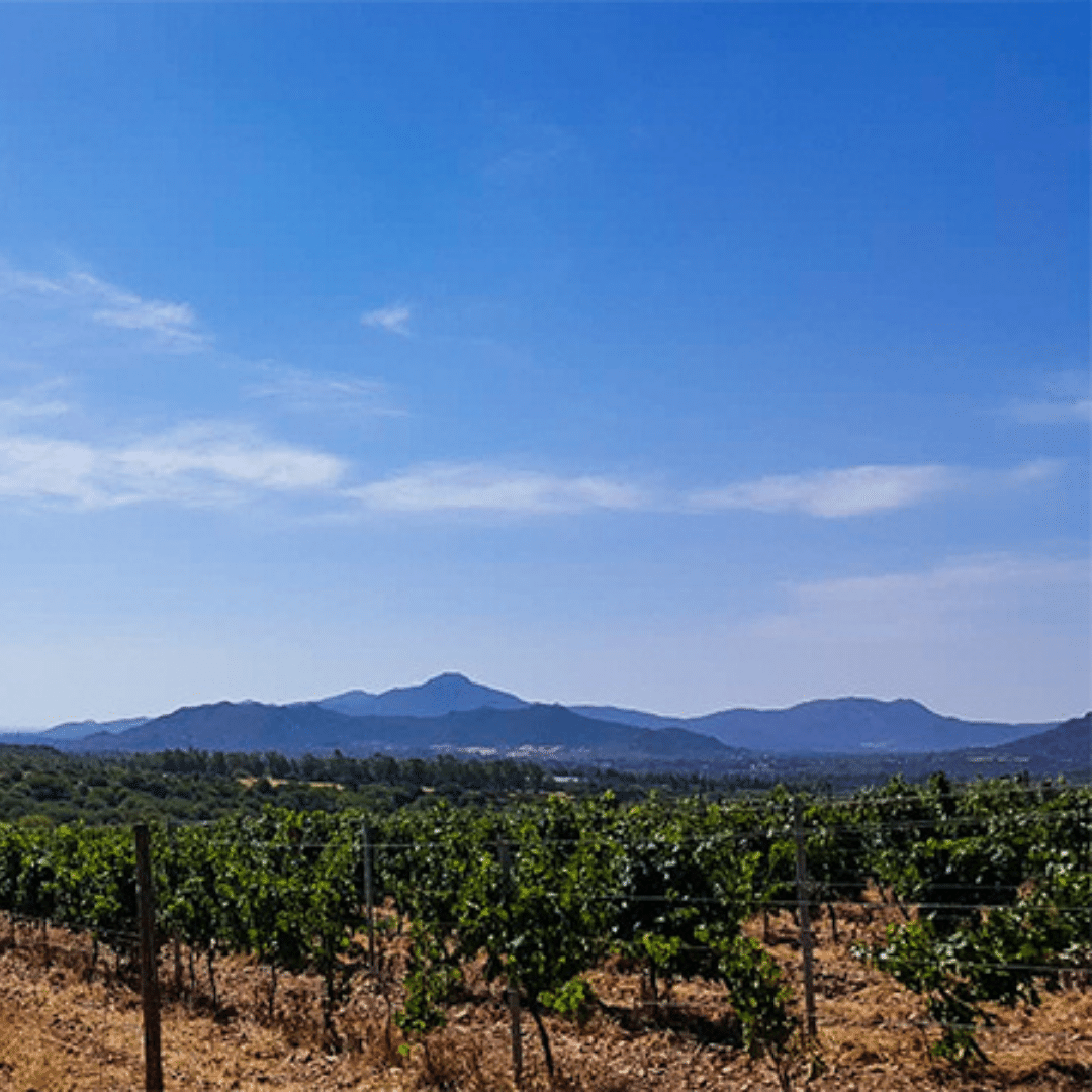 cardedu vineyard