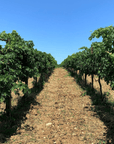 controvento vineyard