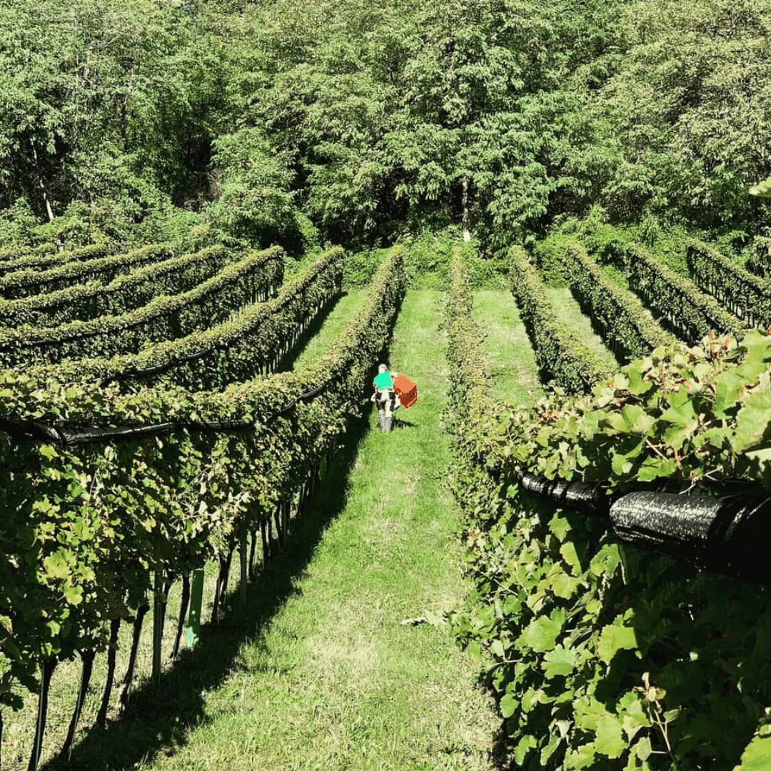 domaine ciringa vineyard slovenia