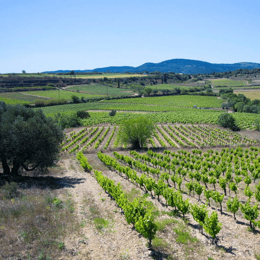 domaine ribiera vineyard
