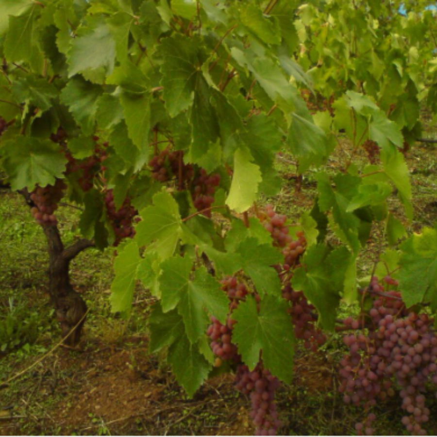 doric-vineyard