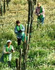 fattoria-la-rivolta-vineyard