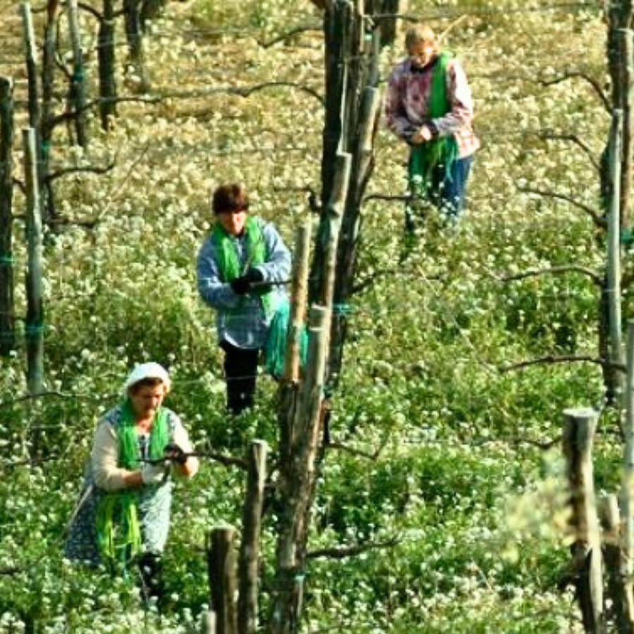 fattoria-la-rivolta-vineyard