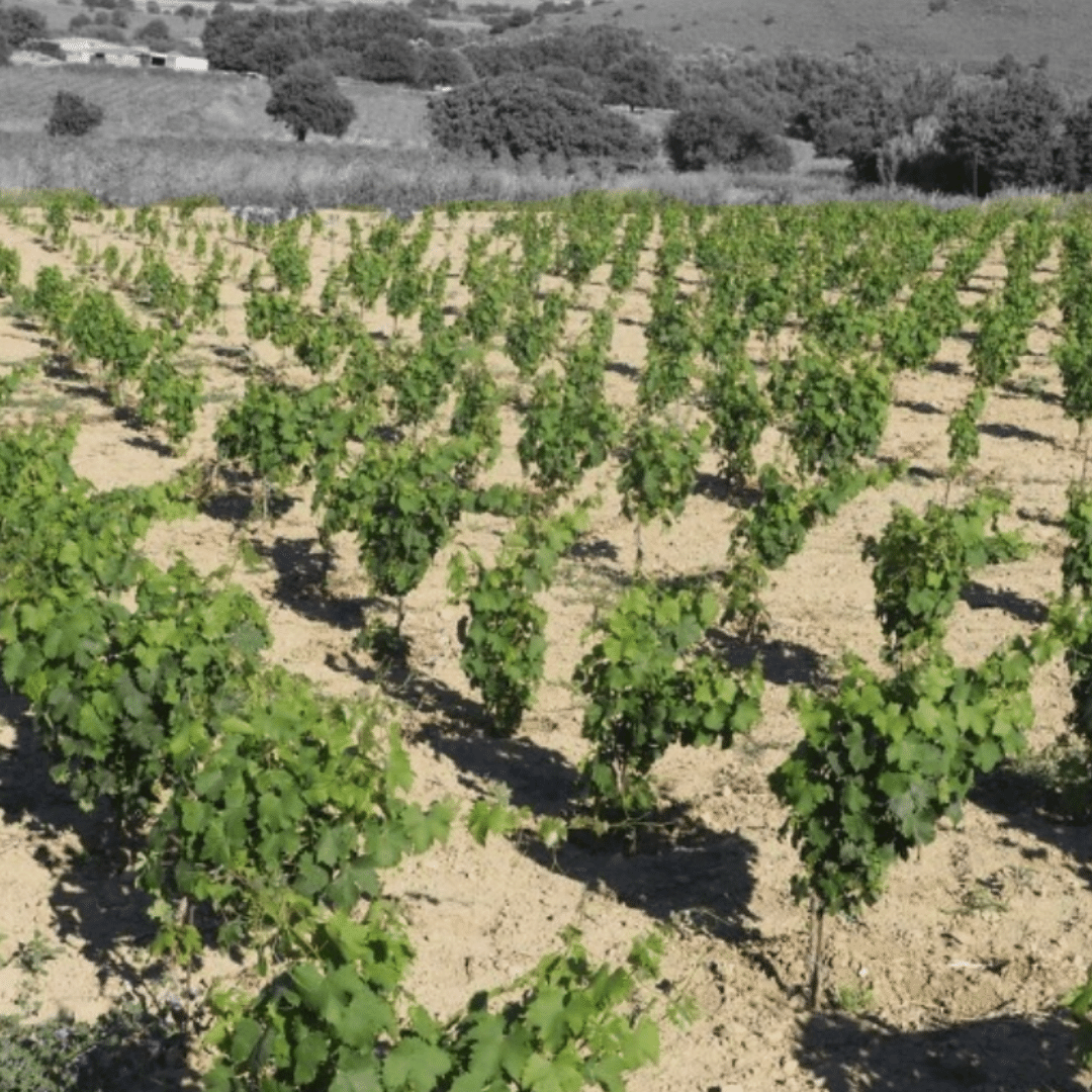 garalis vineyard