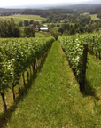 heaps-good-vineyard