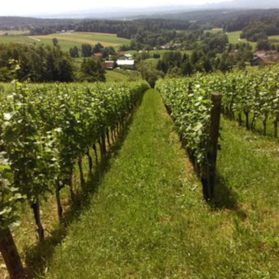 heaps-good-vineyard