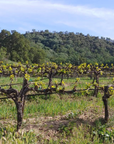 hollow-wines-vineyard