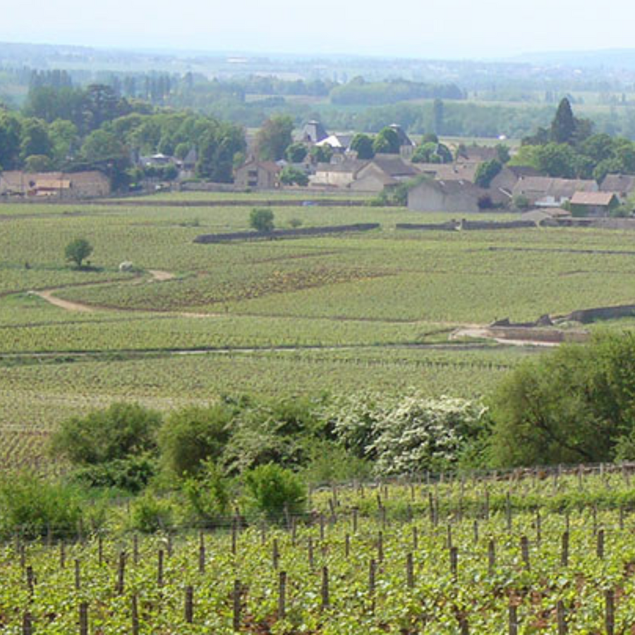 jean-marie-berrux-vineyard