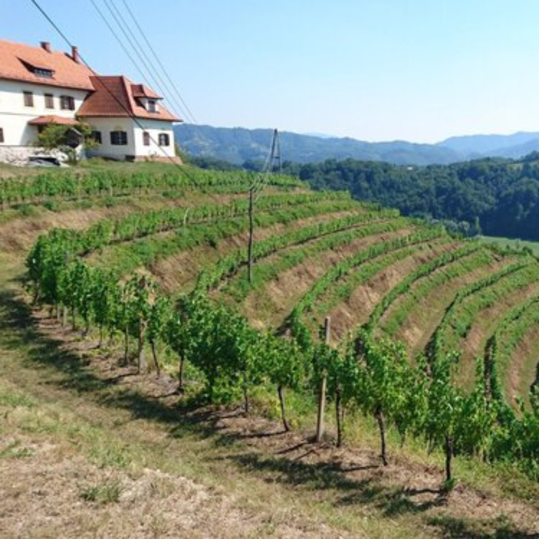 kobal-vineyard