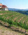 kobal-vineyard