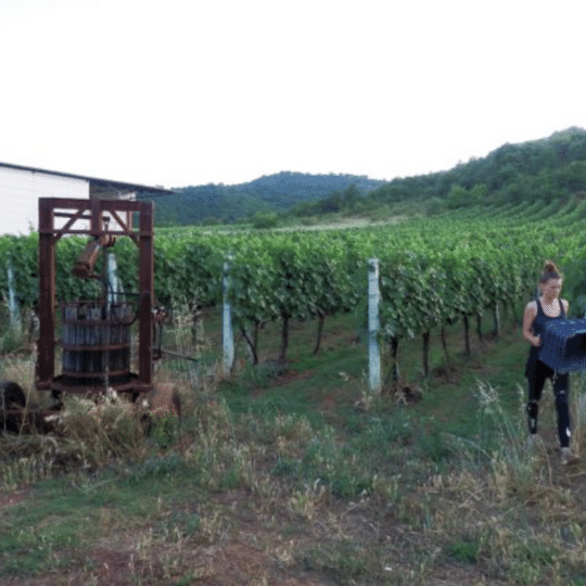kontozisis organic vineyards vineyard