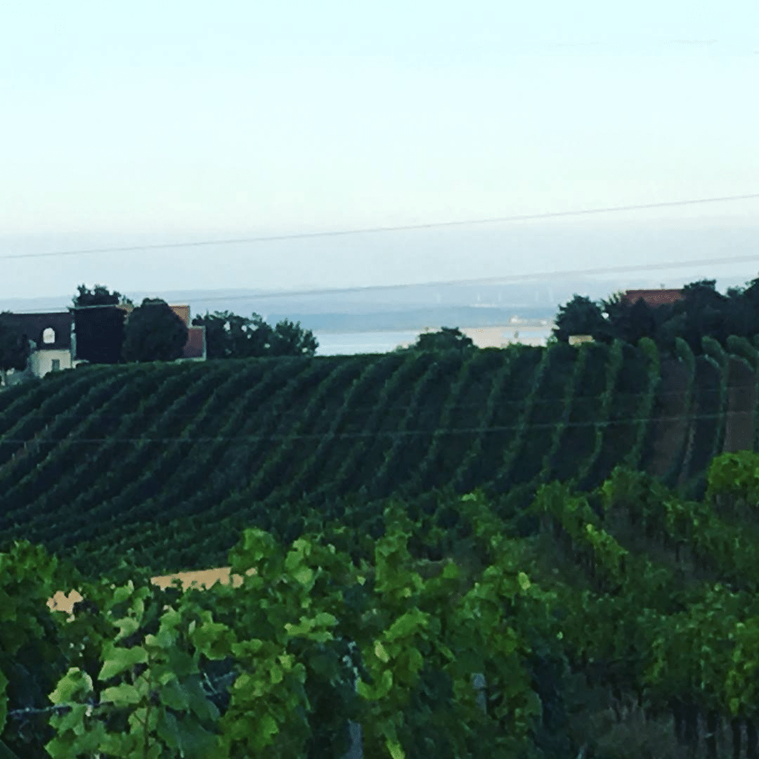 koppitsch vineyard