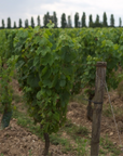la-grange-tiphaine--vineyard