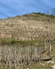 maison-jean-michel-stephan-vineyard