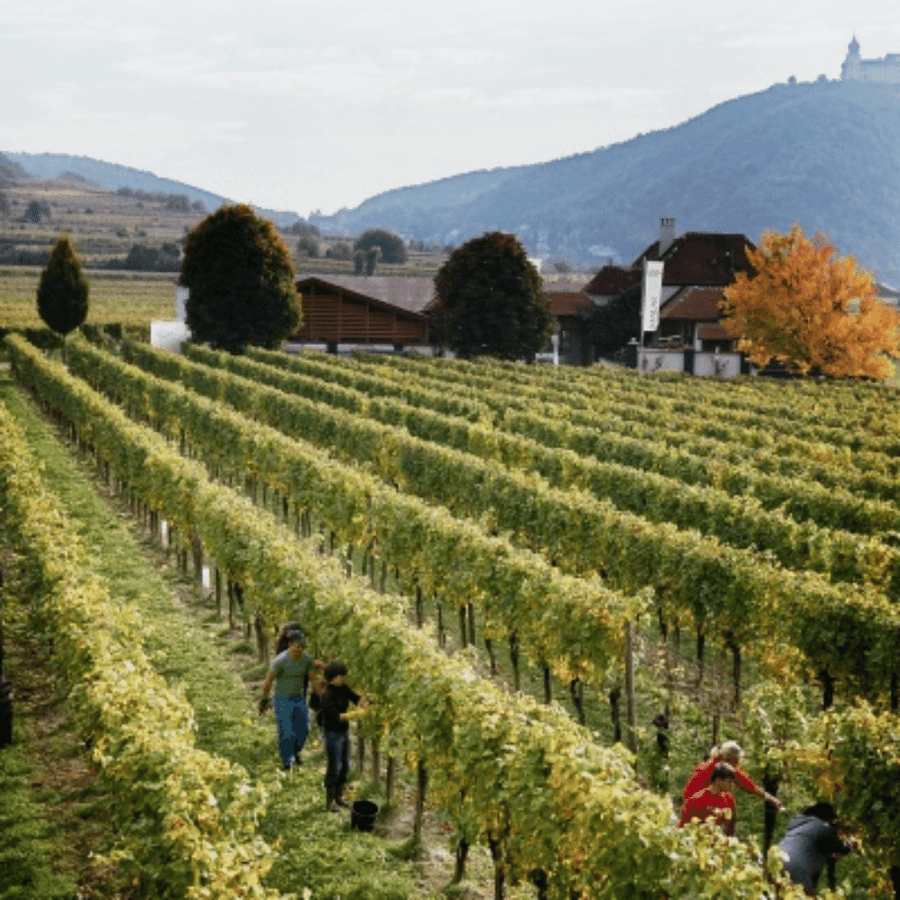 malat vineyard austria