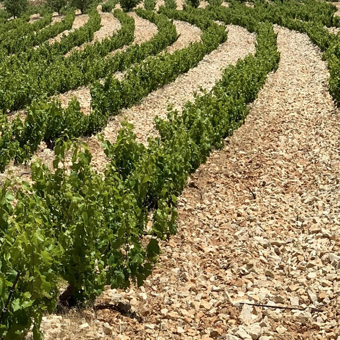 mersel-wine-vineyard