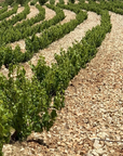 mersel-wine-vineyard