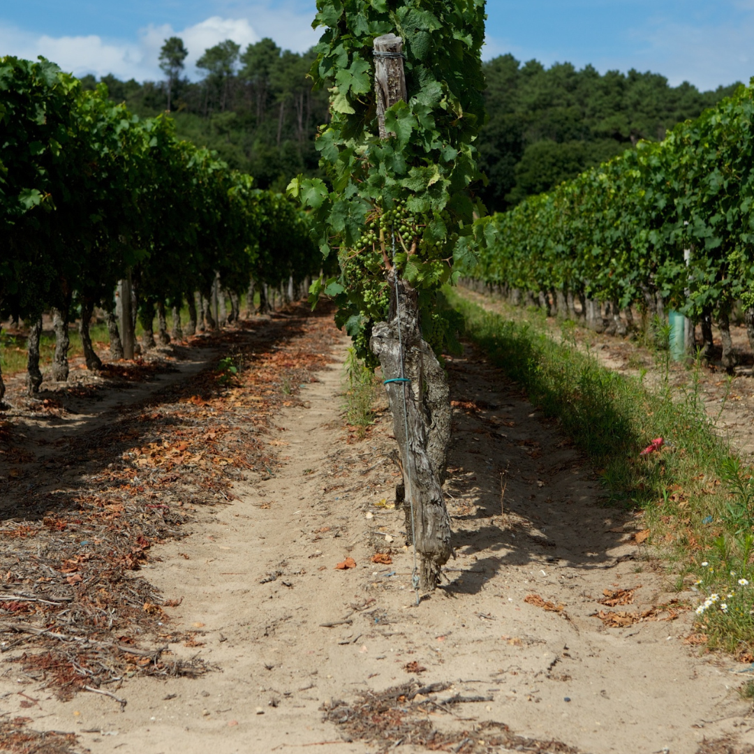 domaine-du-mortier-vineyard