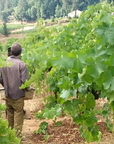 old-world-winery-vineyard