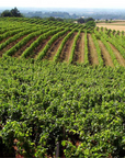 orsola-vineyard