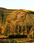 piri-naturel-vineyard